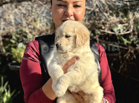 Efsane Bebek Yüzlü Golden Retriever Yavrularımız görsel