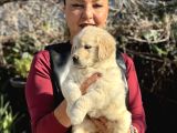 Efsane Bebek Yüzlü Golden Retriever Yavrularımız
