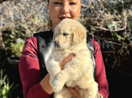 Efsane Bebek Yüzlü Golden Retriever Yavrularımız görsel