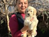 Efsane Bebek yüzlü golden retriever yavrularımız