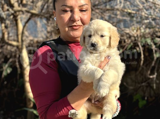 Efsane Bebek Yüzlü Golden Retriever Yavrularımız