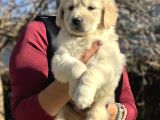 Efsane Bebek Yüzlü Golden Retriever Yavrularımız