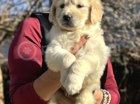 Efsane Bebek Yüzlü Golden Retriever Yavrularımız görsel