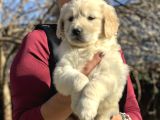 Efsane Bebek Yüzlü Golden Retriever Yavrularımız