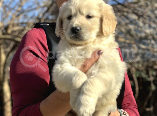 Efsane Bebek Yüzlü Golden Retriever Yavrularımız görsel