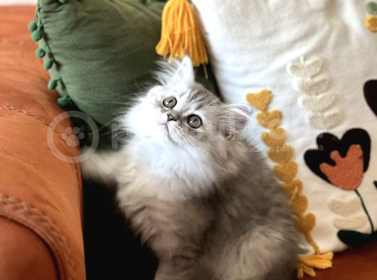 Orji̇nal Si̇lver Bri̇ti̇sh Longhai̇r Yavrum