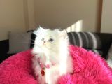 Secereli Anne Babanın Yavrusu British Longhair Dişi