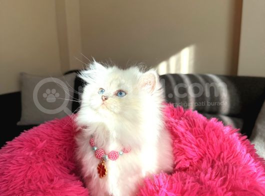 Secereli Anne Babanın Yavrusu British Longhair Dişi görsel