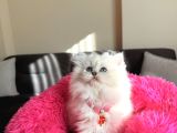 Secereli Anne Babanın Yavrusu British Longhair Dişi