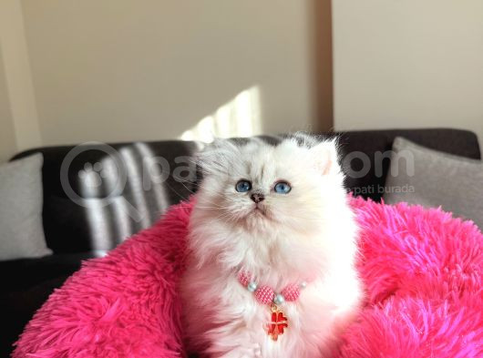 Secereli Anne Babanın Yavrusu British Longhair Dişi görsel
