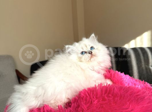 Secereli Anne Babanın Yavrusu British Longhair Dişi görsel