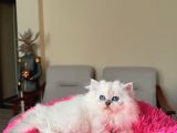 Secereli Anne Babanın Yavrusu British Longhair Dişi