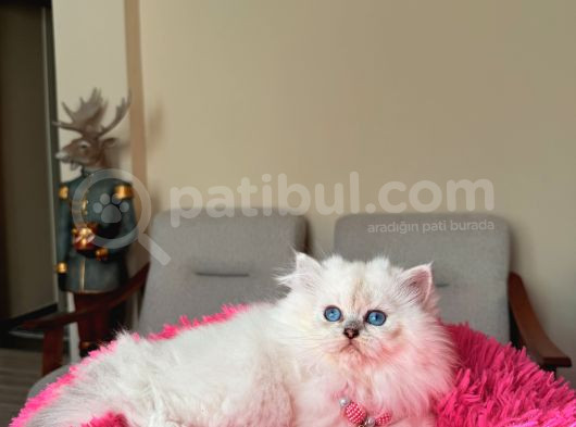 Secereli Anne Babanın Yavrusu British Longhair Dişi görsel
