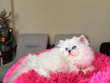 Secereli Anne Babanın Yavrusu British Longhair Dişi