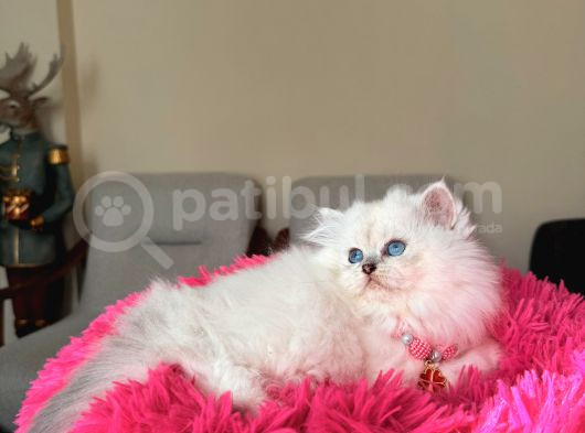 Secereli Anne Babanın Yavrusu British Longhair Dişi görsel