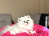Secereli Anne Babanın Yavrusu British Longhair Dişi