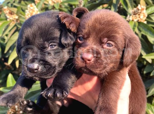 Safkan Labrador Yavruları görsel