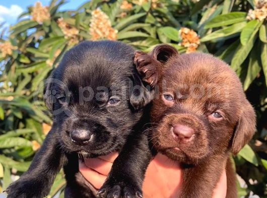 Safkan Labrador Yavruları görsel