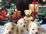 Original Kore  Maltipoo Yavruları