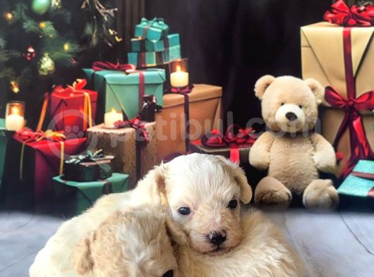 Original Kore  Maltipoo Yavruları görsel