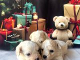 Original kore  Maltipoo yavruları