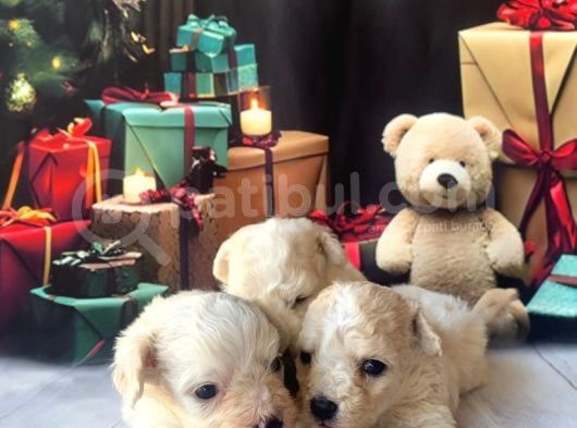 Original kore  Maltipoo yavruları