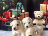 Original Kore  Maltipoo Yavruları