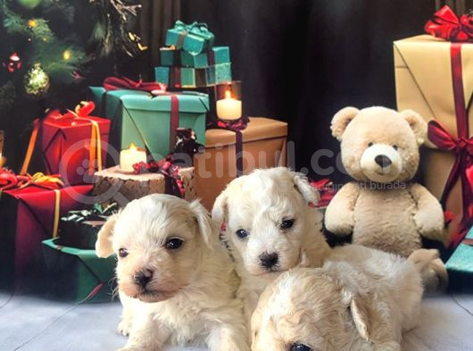Original Kore  Maltipoo Yavruları görsel