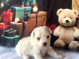 Original Kore  Maltipoo Yavruları