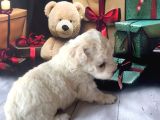 Original Kore  Maltipoo Yavruları