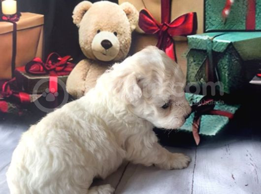 Original Kore  Maltipoo Yavruları görsel