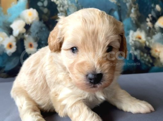 2 Aylık Maltipoo Yavruları görsel