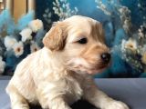 2 Aylık Maltipoo Yavruları
