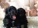2 Aylık Maltipoo Yavruları
