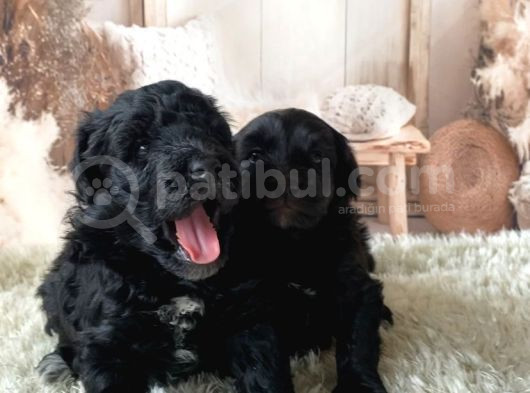 2 Aylık Maltipoo Yavruları görsel
