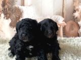 2 Aylık Maltipoo Yavruları