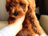 ORJİNAL IRK TOY POODLE YAVRULAR