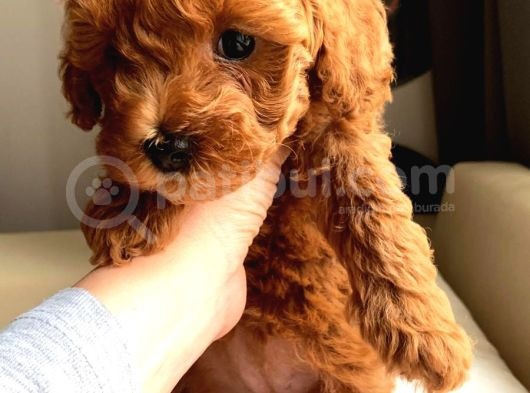 Orji̇nal Irk Toy Poodle Yavrular