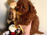 Orji̇nal Irk Toy Poodle Yavrular