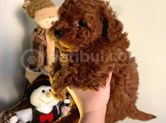 Orji̇nal Irk Toy Poodle Yavrular görsel