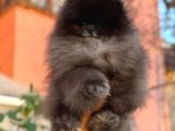 ÖZEL RENK TEDDY BEAR FACE POMERANİAN BOO