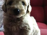 ÇOK ÖZEL MALTİPOO YAVRULARIMIZ