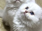 Secereli British Longhair Yavrularım