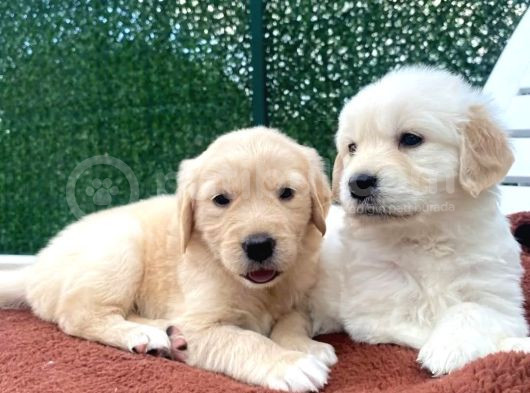 En Tatlı Ve Sadık Irk Golden Erkek Yavrularımız