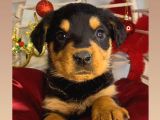 En iri ve kaliteli irk Rottweiler dişi yavrumuz