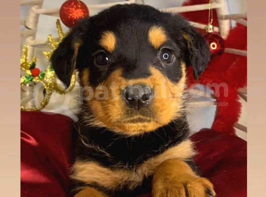 En Iri Ve Kaliteli Irk Rottweiler Dişi Yavrumuz