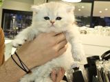 Full scrli show kalitede british shorthair bebekler