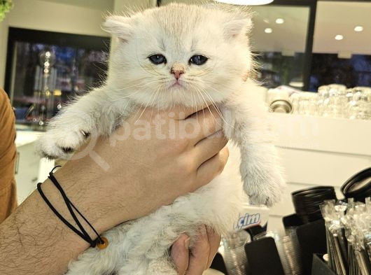 Full Scrli Show Kalitede British Shorthair Bebekler