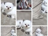 Full Scrli Show Kalitede British Shorthair Bebekler