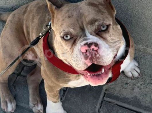 Efsane Exotic Ve Yasal Bully Yavruları görsel